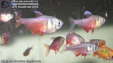 G0878_01